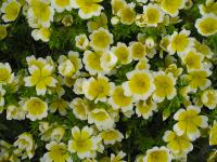 Limnanthes douglasii