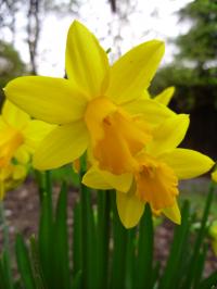 The Garden in April