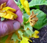 Dead heading a flower