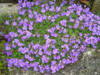 Cascades of Colour with Aubrieta