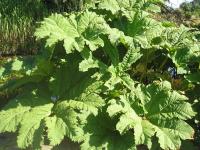 Gunnera manicata