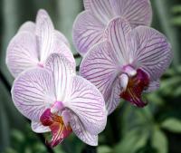 Orchids