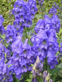 Aconitum carmichaelii