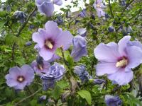 Hibiscus syriacus Bluebird