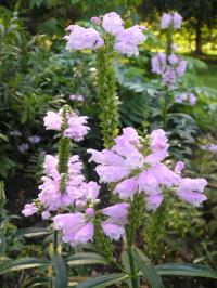 Physostegia virginiana