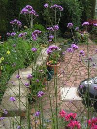 Verbena bonariensis