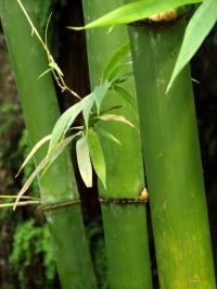 Bamboo