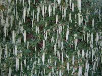 Garrya Elliptica or the Silk Tassel Bush