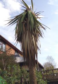 Salvaging Dead Cabbage Palms