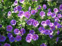 Geraniums