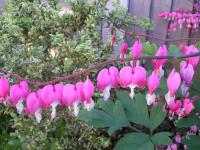 Bleeding Hearts in May