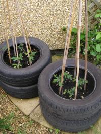 Oriental Poppies, Ornamental Onions & Organic Tomatoes