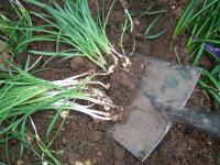 Snowdrop bulbs and spade