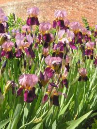 Irises