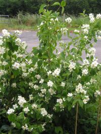 Genuine Versatility of the Mock Orange