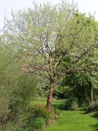 Trees Selection and Planting