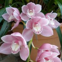 Cymbidium