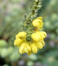 Mahonia Flower