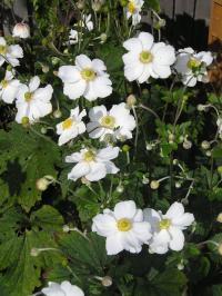 Japanese Anemone