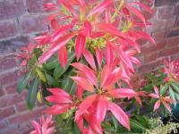 Pieris 'Forest Flame'