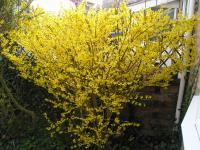 Forsythia