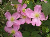 Pink Clematis Flowers