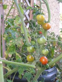 Cherry tomatoes on the vine