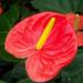 Arum lily at the National Botanic Gardens of Wales