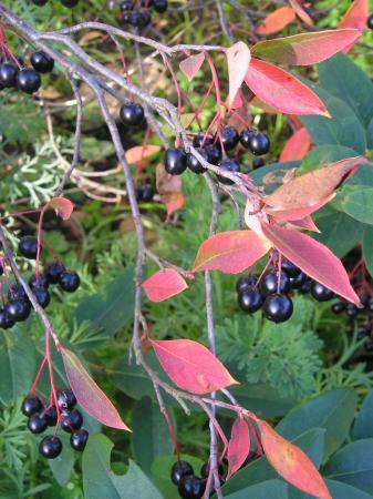 Aronia melanocarpa (Chokeberry)