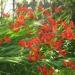 Crocosmia 'Lucifer'