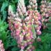 Lupinus