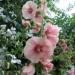 Alcea (Hollyhock) #2