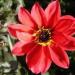 Dahlia 'Bishop of Llandaff'