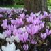 Cyclamen hederfolium