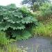 Gunnera in the Bog Garden, National Botanic Gardens of Wales