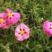 Cistus x purpureus