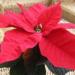 Poinsettia