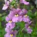 Nemesia denticulata 'Confetti'