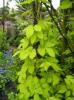 Humulus lupulus 'Aureus'