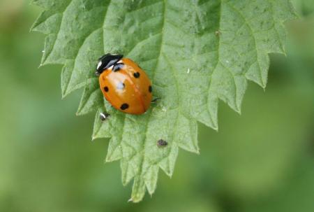 7-Spot Ladybird (Coccinella 7-punctata)