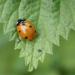 7-Spot Ladybird (Coccinella 7-punctata)