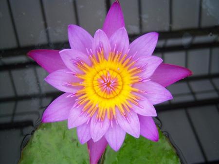 A water lily in flower at the National Botanic Gardens of Wales