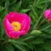 Paeonia