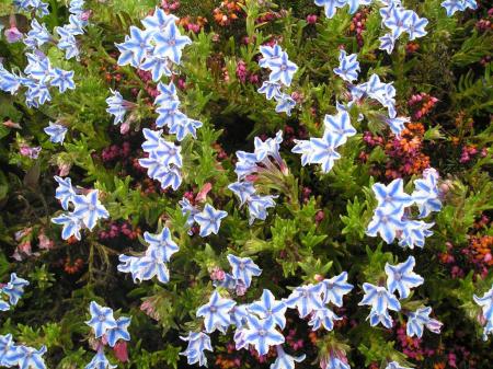 Lithodora diffusa 'Star'