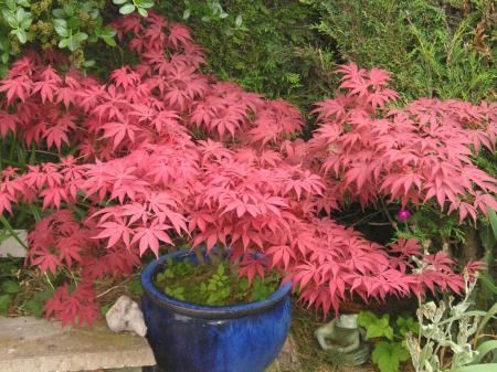 Japanese Maple