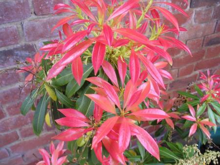 Pieris 'Forest Flame'