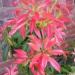 Pieris 'Forest Flame'