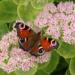 Peacock Butterfly (Inachis io)