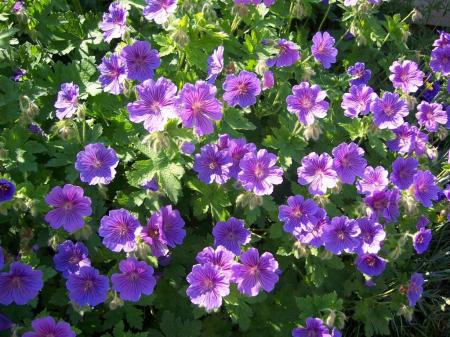 Geranium 'Johnson's Blue'