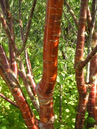 Prunus serrula